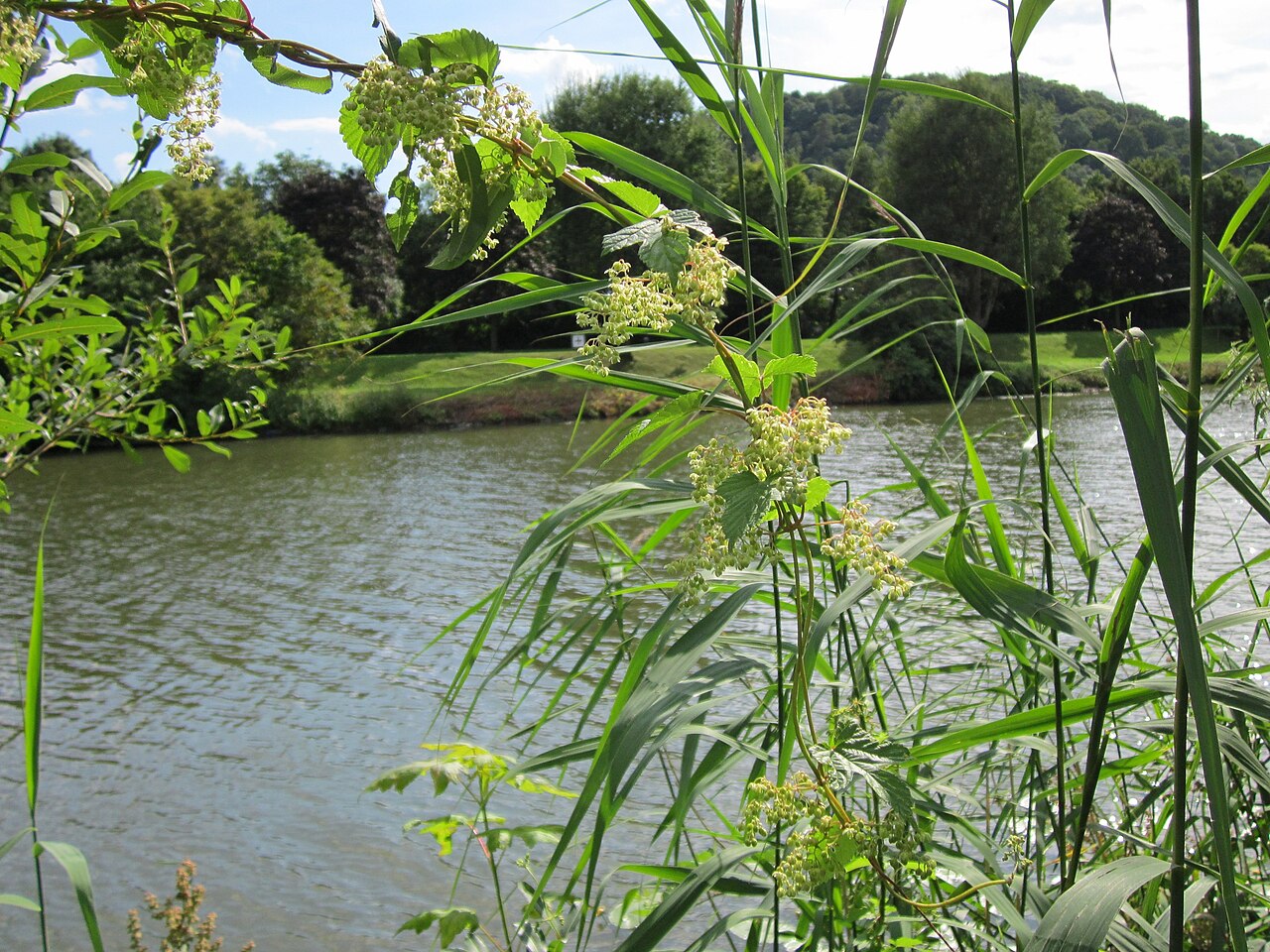 Humulus lupulus, Common hop — climbing deciduous (Cannabaceae) (image 5 of 10)