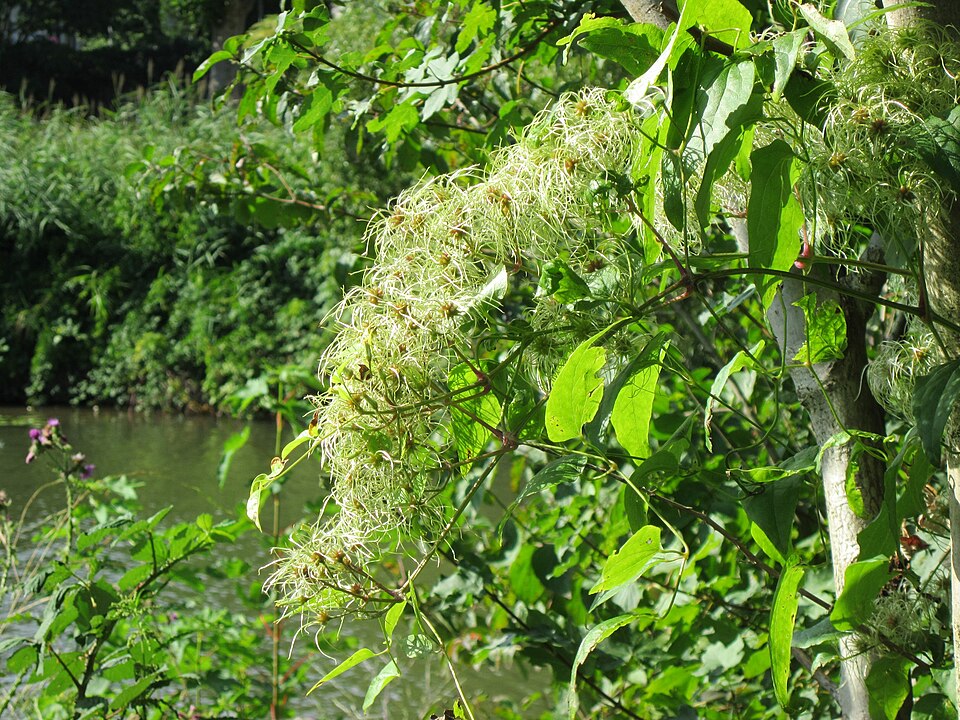 Clematis vitalba (travelers-joy) (alternate view 7)