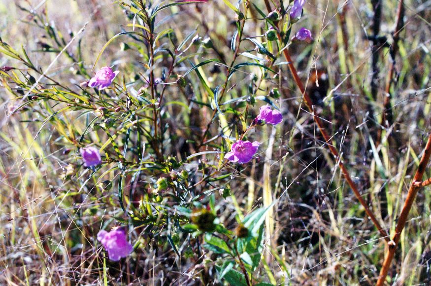 Agalinis tenuifolia (slender false foxglove) (alternate view 7)