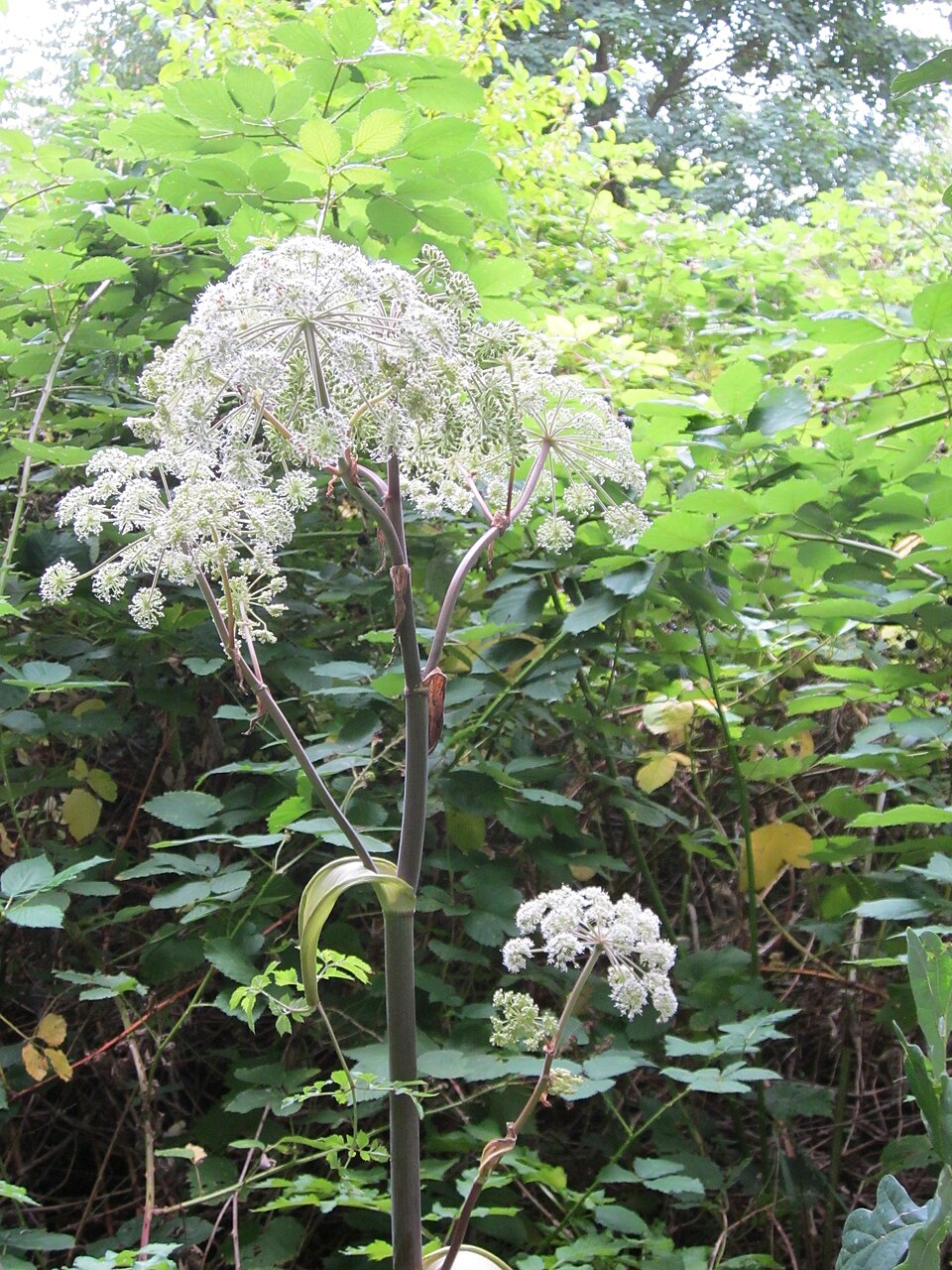Angelica sylvestris (Wild Angelica)