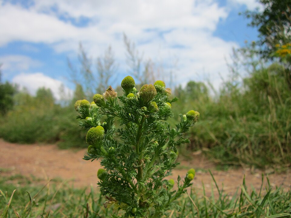 Matricaria discoidea (pineapple weed) (alternate view 9)