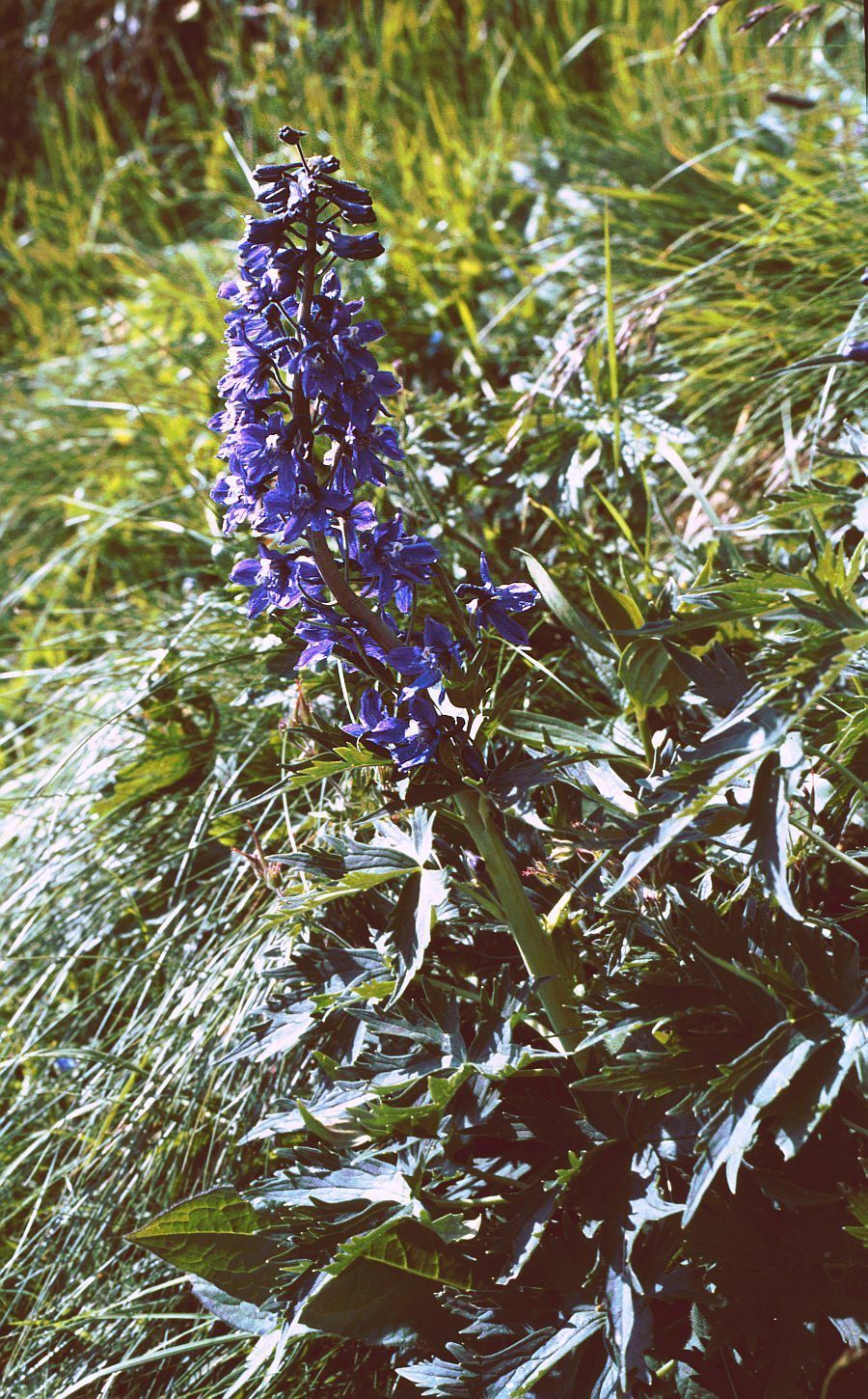 Delphinium elatum, Candle larkspur — upright deciduous (Ranunculaceae) (image 1 of 9)