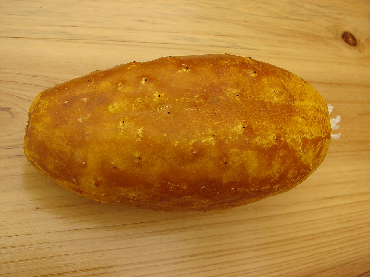Cucumis sativus, Cucumber — climbing deciduous (Cucurbitaceae) (image 5 of 9)