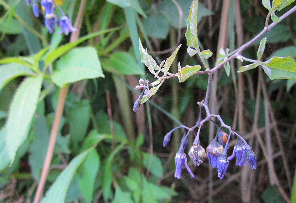 Solanum dulcamara (bittersweet nightshade) (alternate view 10)