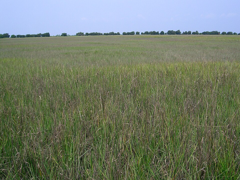 Sporobolus alterniflorus (Saltmarsh Cordgrass) (alternate view 6)