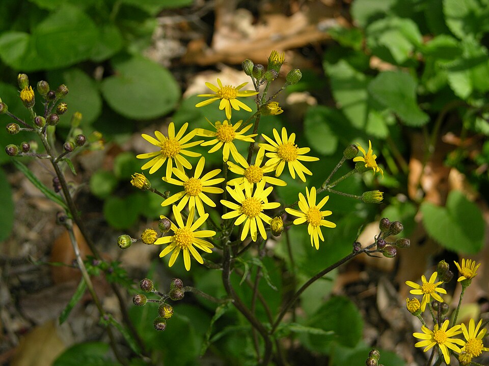 Packera aurea (golden ragwort)