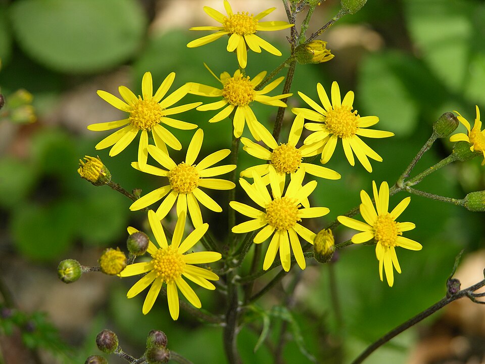Packera aurea (golden ragwort)