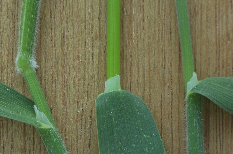 Holcus mollis (creeping velvet grass) (alternate view 8)