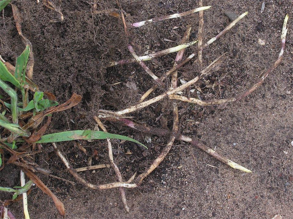 Holcus mollis (creeping velvet grass) (alternate view 9)