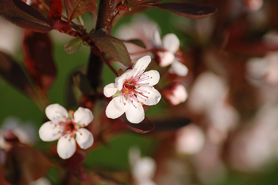 Prunus × cistena (Purple-leaved Sand Cherry) (alternate view 2)