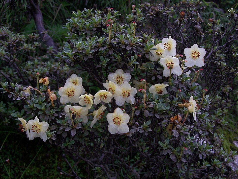 Rhododendron lepidotum (scaly rhododendron) (alternate view 7)
