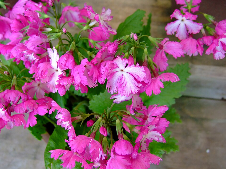 Primula sieboldii (sakura) (alternate view 10)