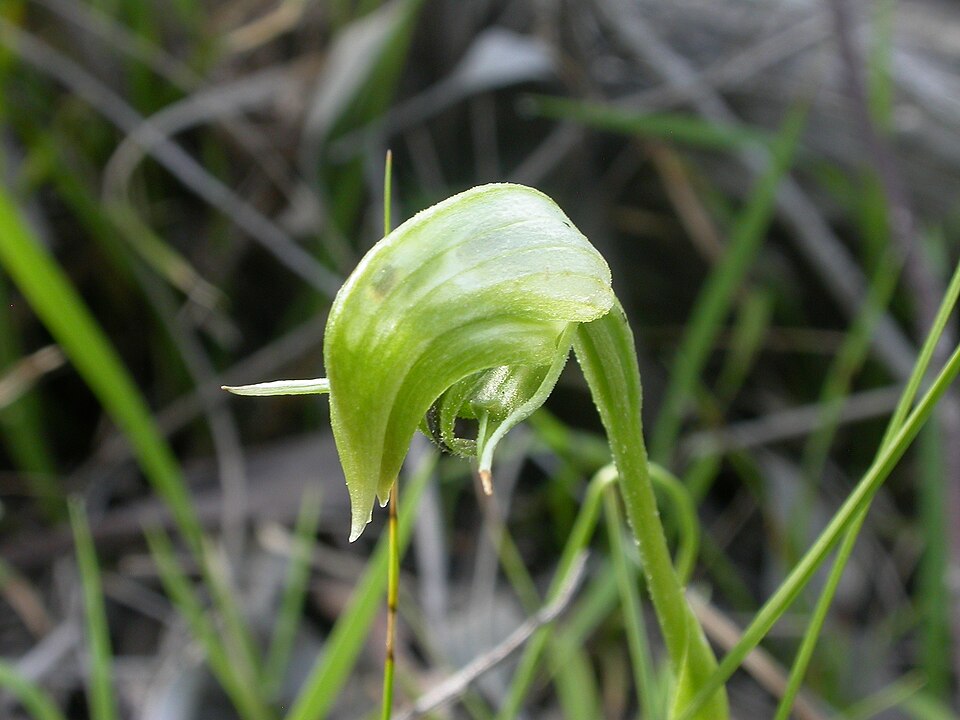 Pterostylis nutans (Nodding Greenhood) (alternate view 2)