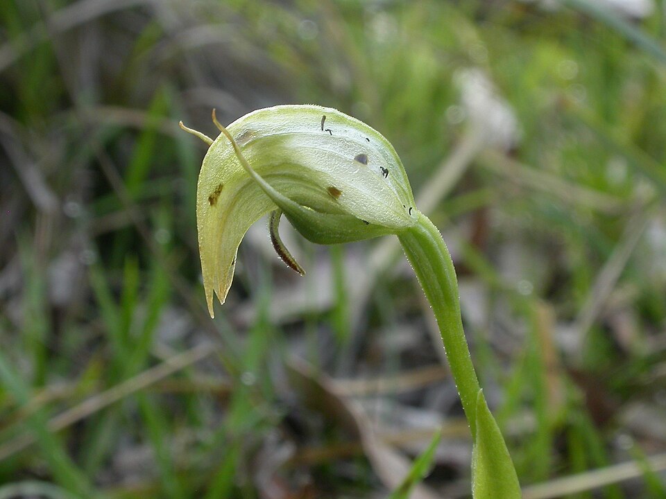 Pterostylis nutans (Nodding Greenhood) (alternate view 3)