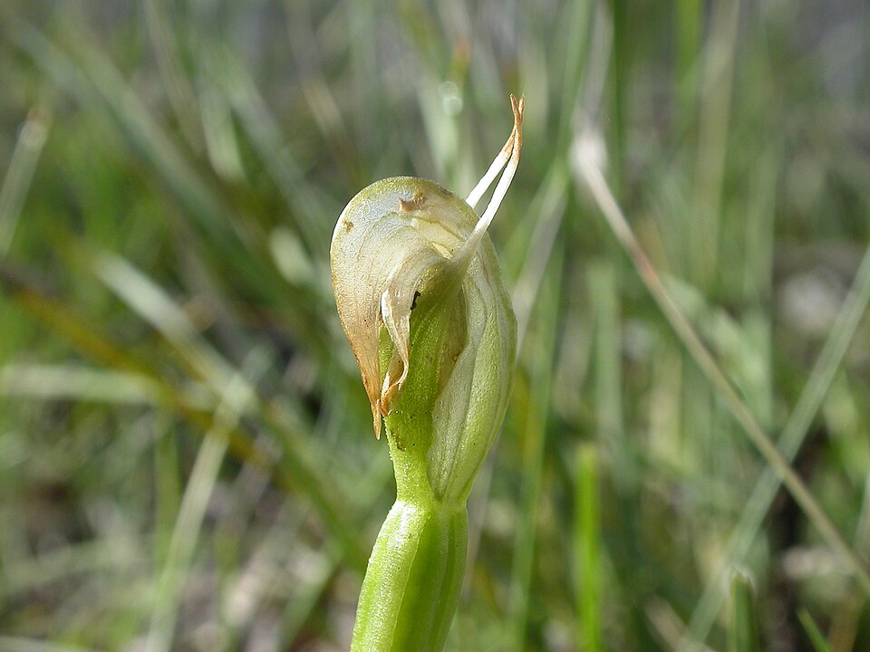 Pterostylis nutans (Nodding Greenhood) (alternate view 4)