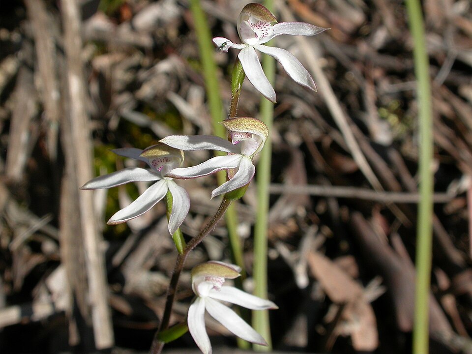 Caladenia moschata (Musky Caps) (alternate view 6)