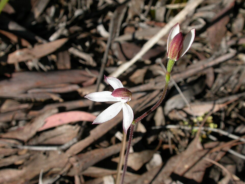 Caladenia moschata (Musky Caps) (alternate view 7)