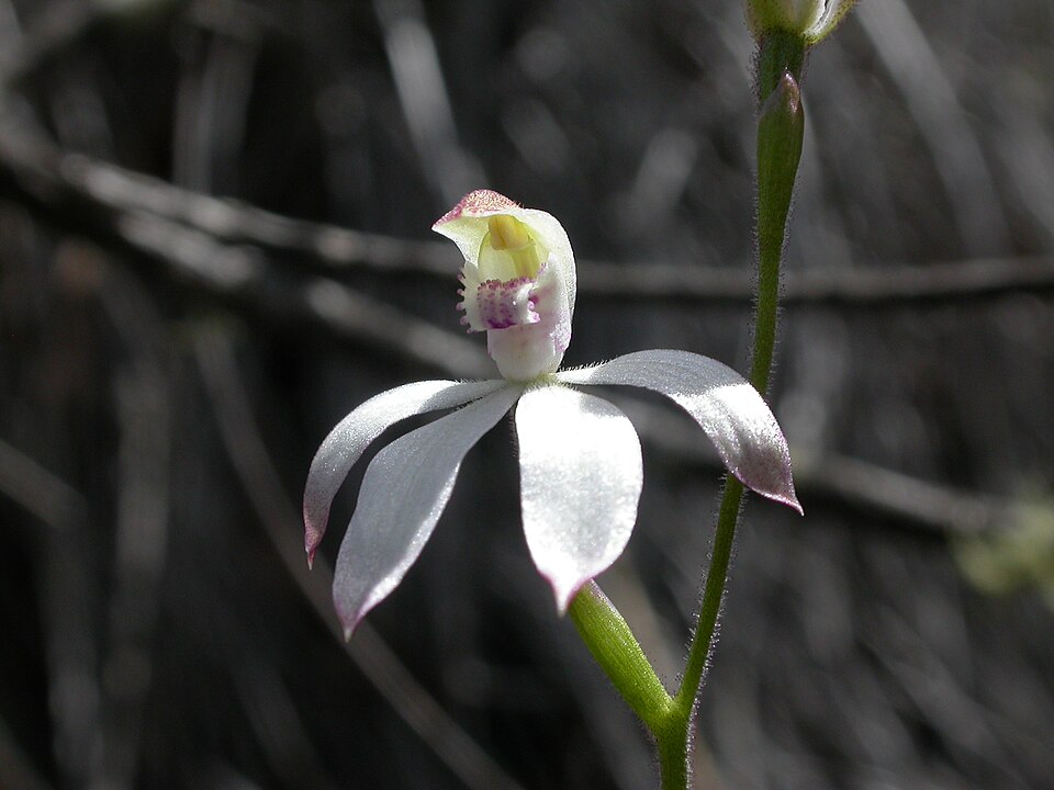 Caladenia moschata (Musky Caps) (alternate view 8)