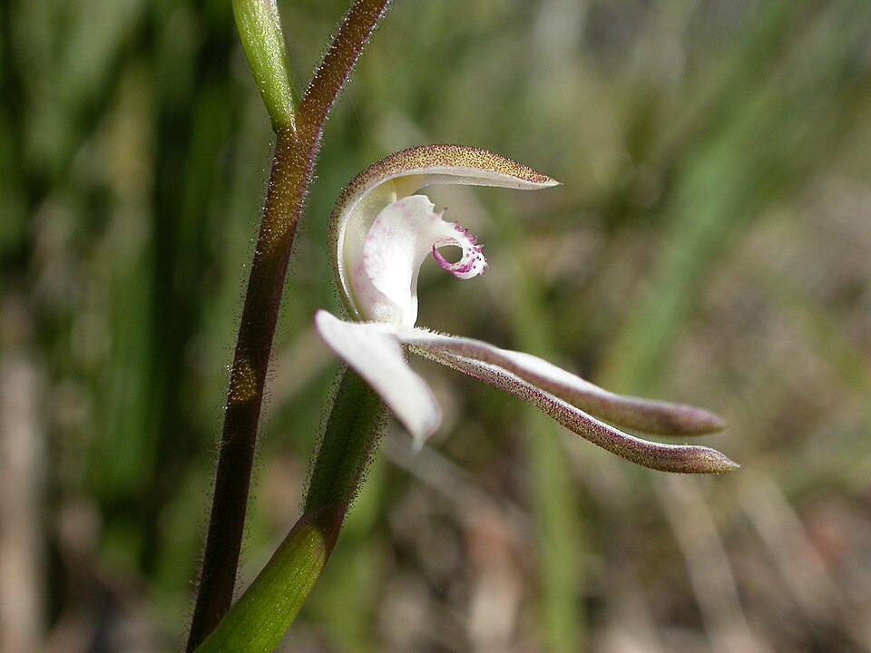 Caladenia moschata (Musky Caps) (alternate view 9)