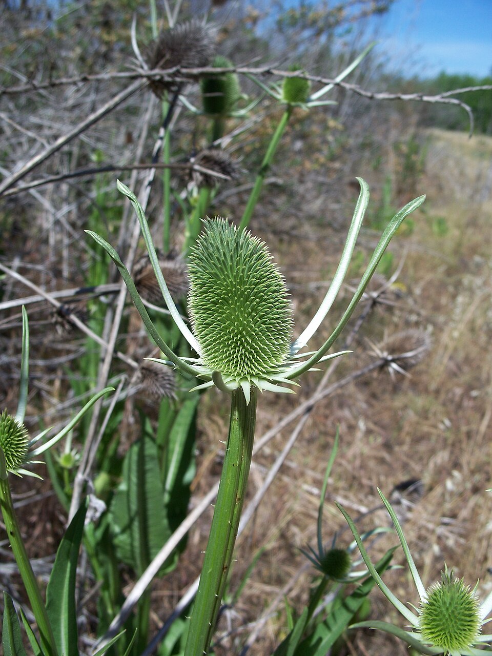 Dipsacus sativus (fuller's teasel) (alternate view 12)