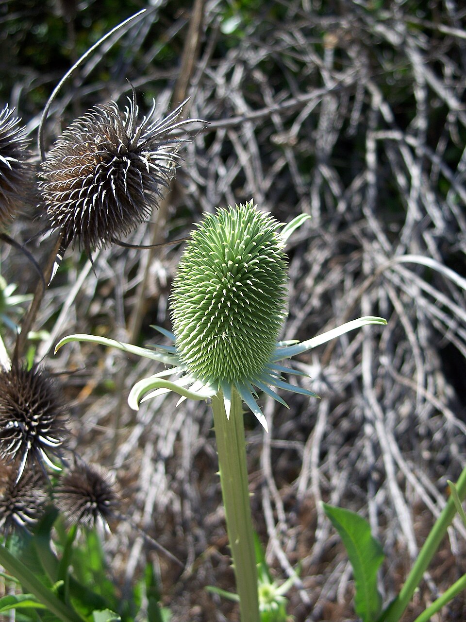 Dipsacus sativus (fuller's teasel) (alternate view 13)