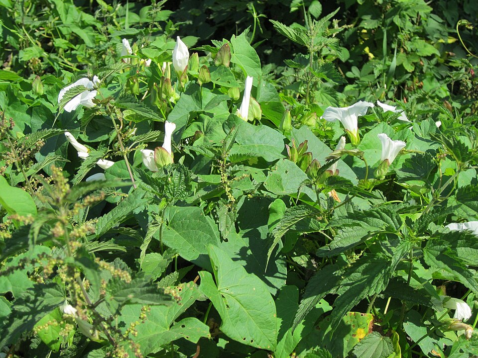 Calystegia sepium (hedge bindweed) (alternate view 9)