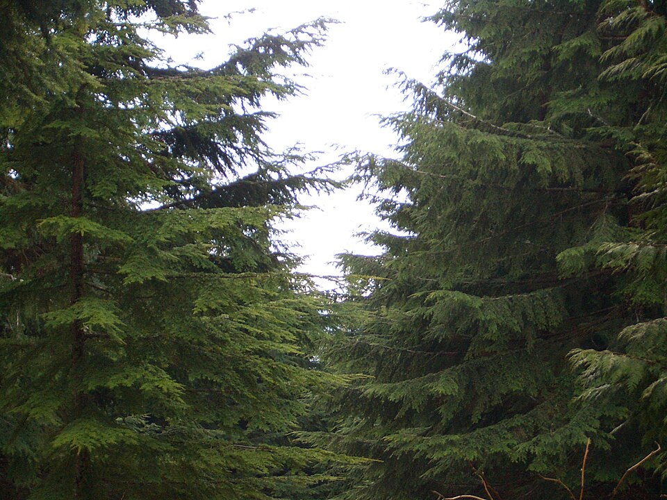 Tsuga heterophylla (western hemlock) (alternate view 7)