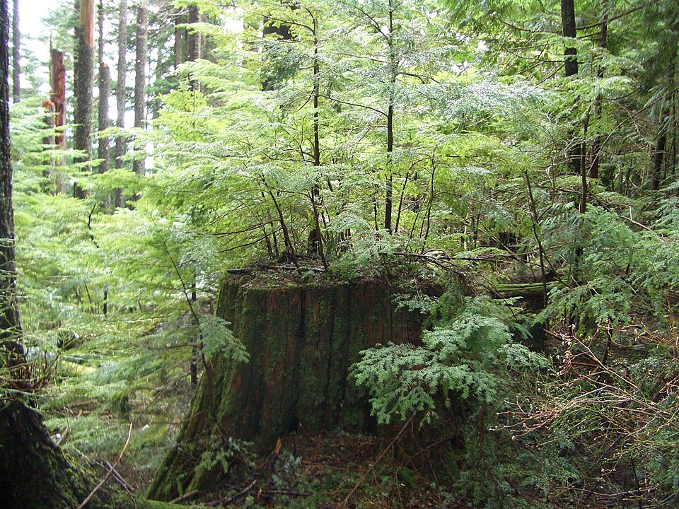 Tsuga heterophylla (western hemlock) (alternate view 8)
