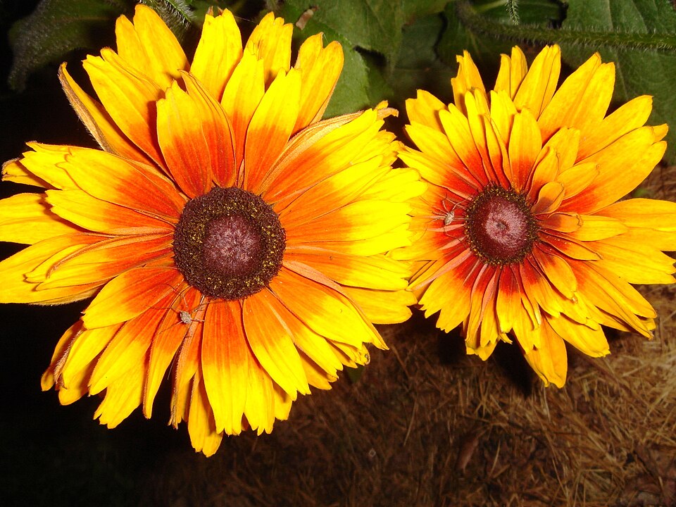 Rudbeckia hirta 'Prairie Sun' (Prairie Sun Rudbeckia)
