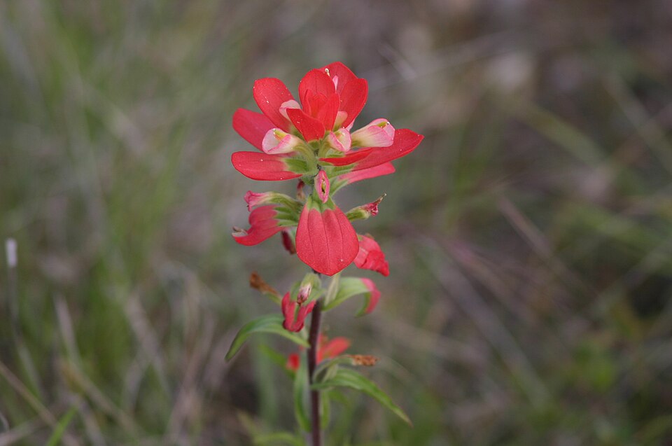 Castilleja indivisa (Texas Paintbrush)