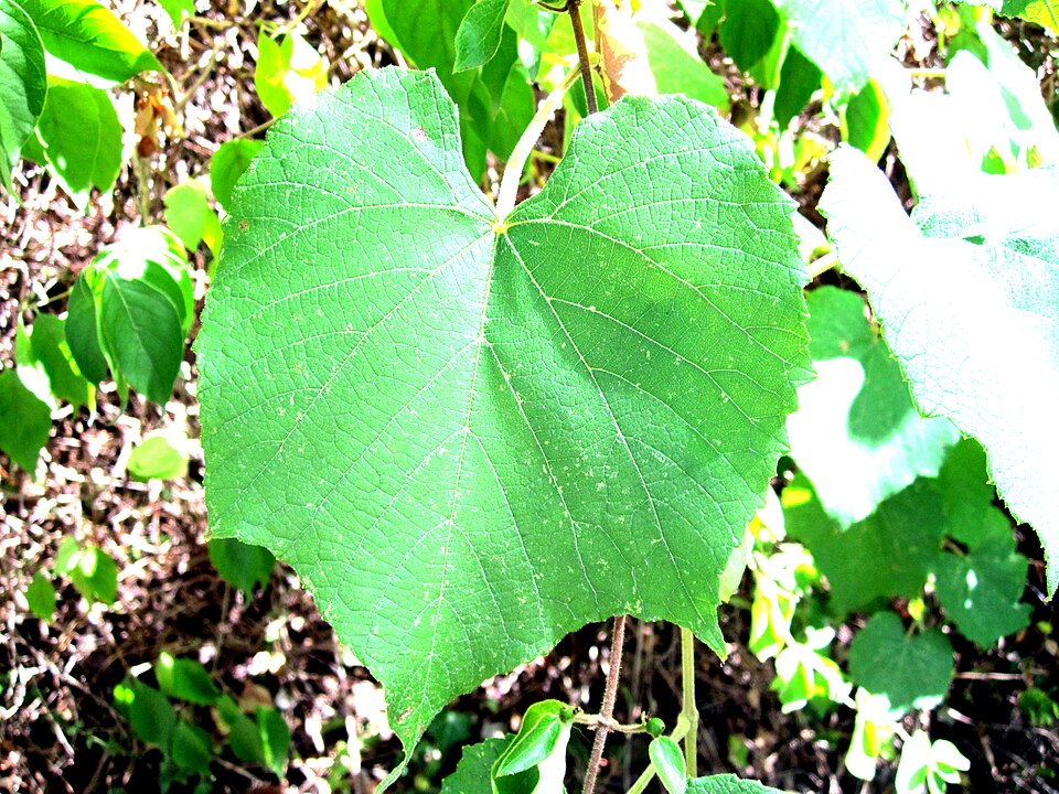 Vitis cinerea (graybark grape) (alternate view 4)