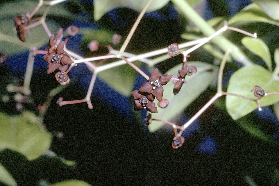 Euonymus atropurpureus (wahoo) (alternate view 7)