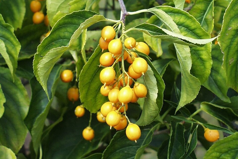 Celastrus scandens (American bittersweet) (alternate view 3)