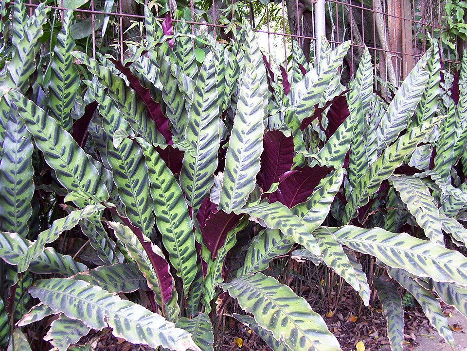 Goeppertia insignis (Rattlesnake Plant) (alternate view 7)