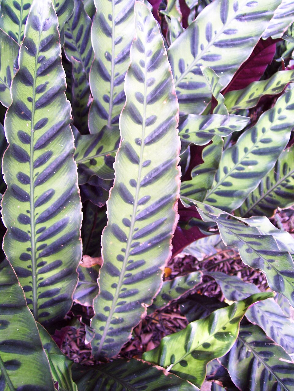 Goeppertia insignis (Rattlesnake Plant) (alternate view 8)