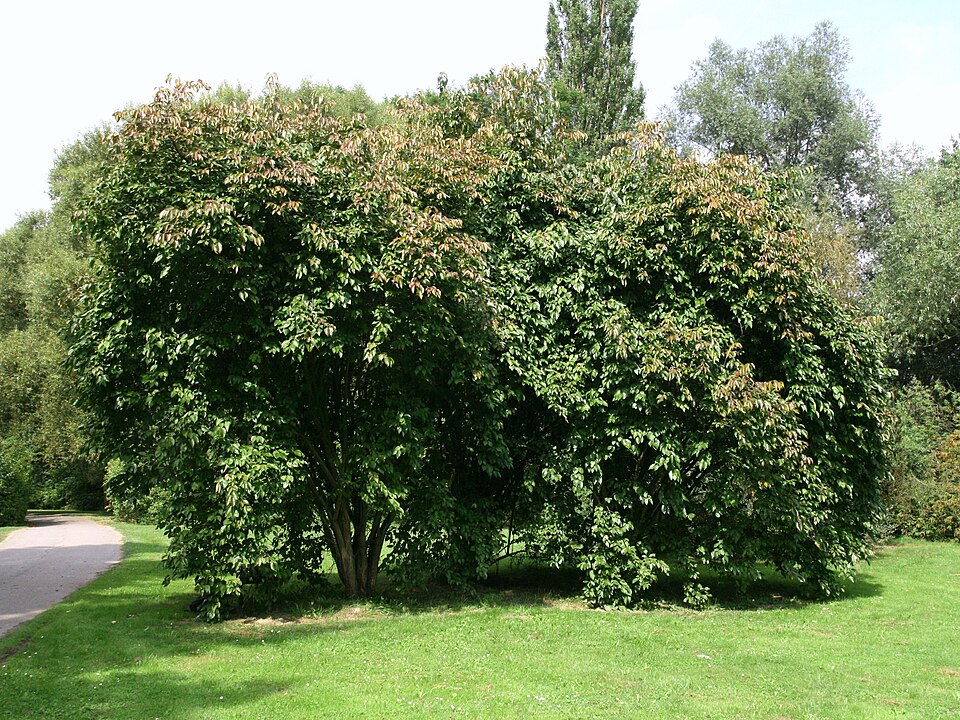 Viburnum lentago (nannyberry) (alternate view 3)