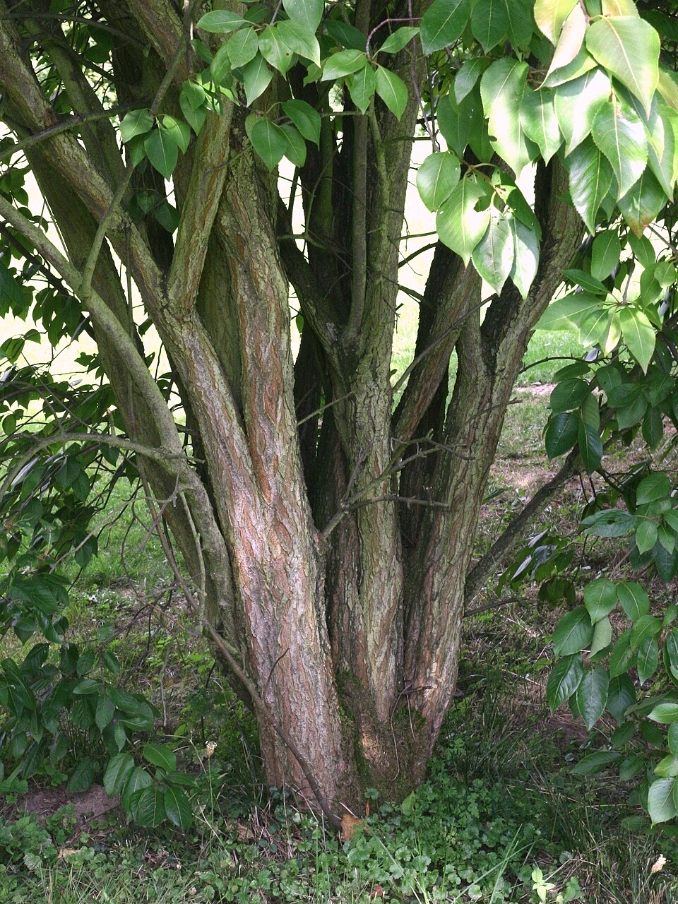 Viburnum lentago (nannyberry) (alternate view 4)