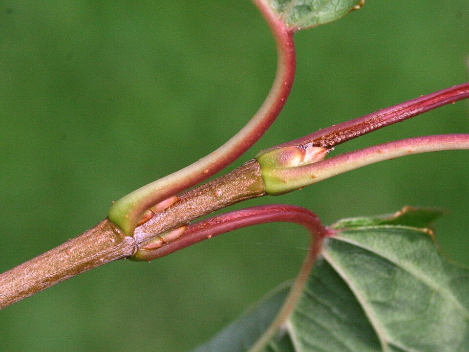 Viburnum dentatum (southern arrowwood) (alternate view 6)