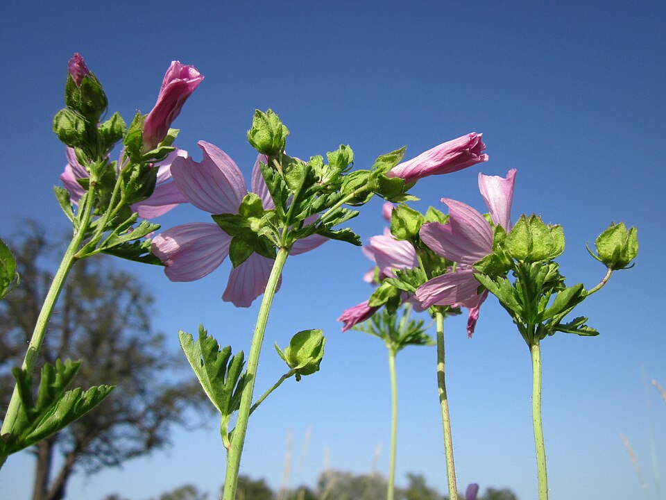 Malva moschata (musk mallow) (alternate view 7)