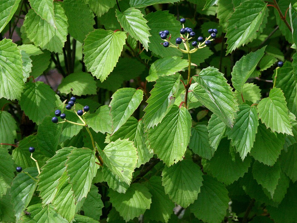 Viburnum dentatum (southern arrowwood) (alternate view 7)