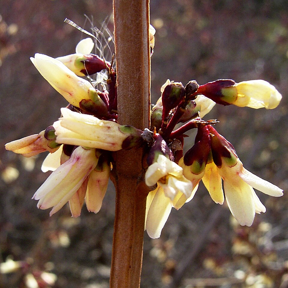 Abeliophyllum distichum (White Forsythia) (alternate view 9)