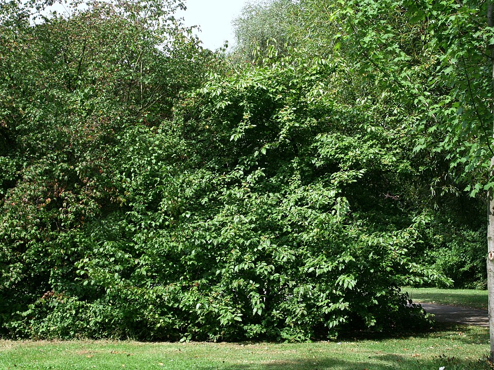 Viburnum prunifolium (Blackhaw)