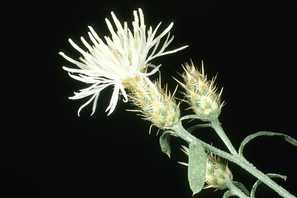 Centaurea diffusa (diffuse knapweed) (alternate view 8)