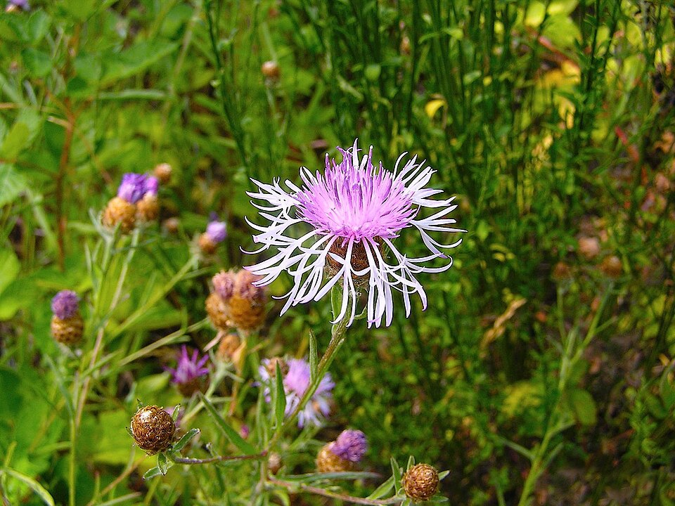 Centaurea × moncktonii (Monckton's Knapweed) (alternate view 3)