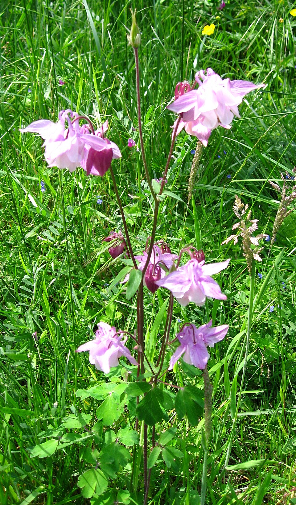 Aquilegia vulgaris (columbine) (alternate view 9)