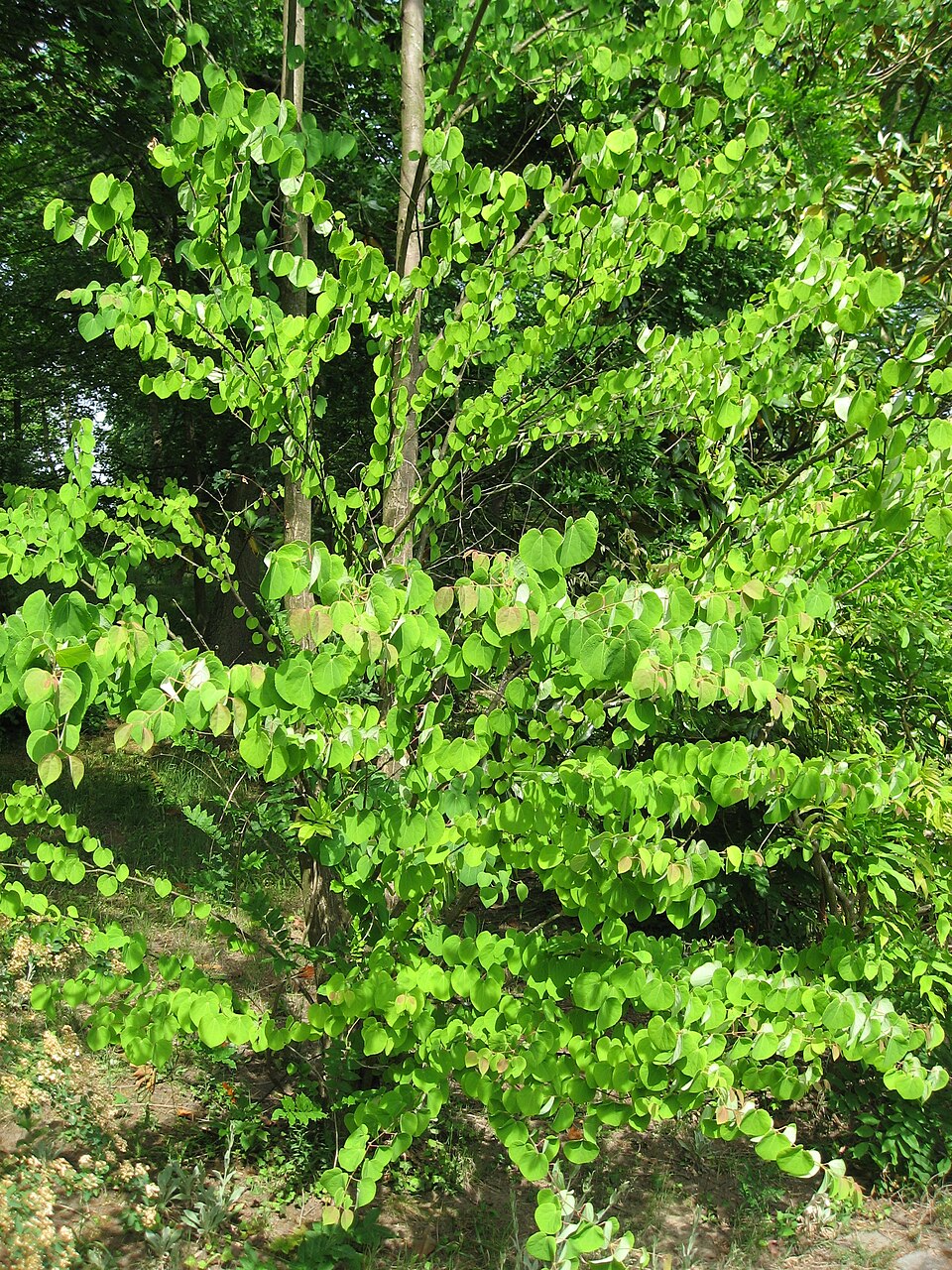 Cercidiphyllum japonicum (katsura) (alternate view 2)