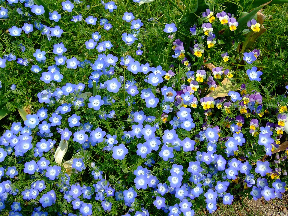 Nemophila menziesii (Menzies' baby blue eyes) (alternate view 7)