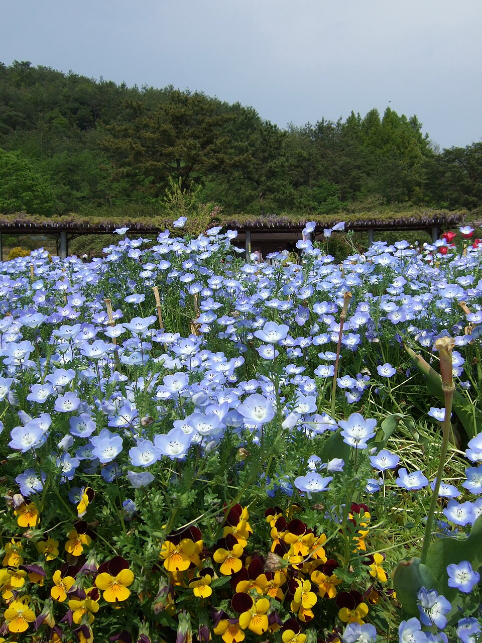 Nemophila menziesii (Menzies' baby blue eyes) (alternate view 8)