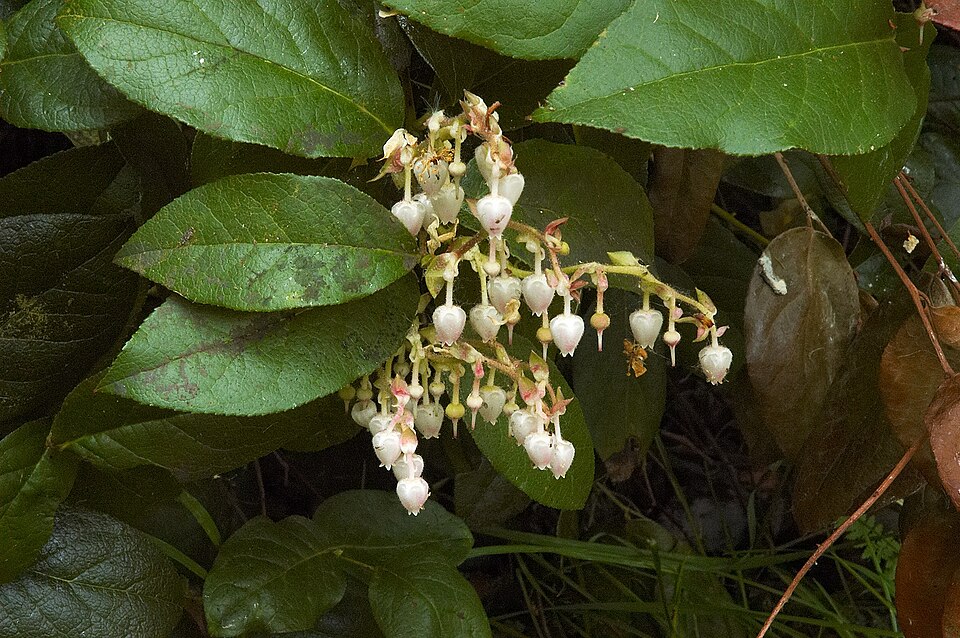 Gaultheria shallon (salal) (alternate view 6)