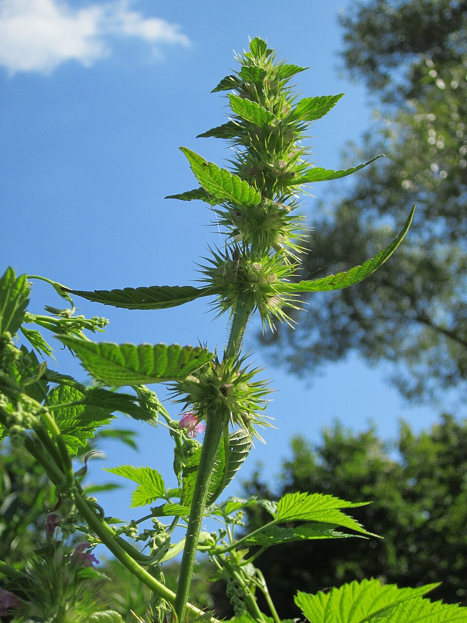 Galeopsis tetrahit (Common hemp-nettle)